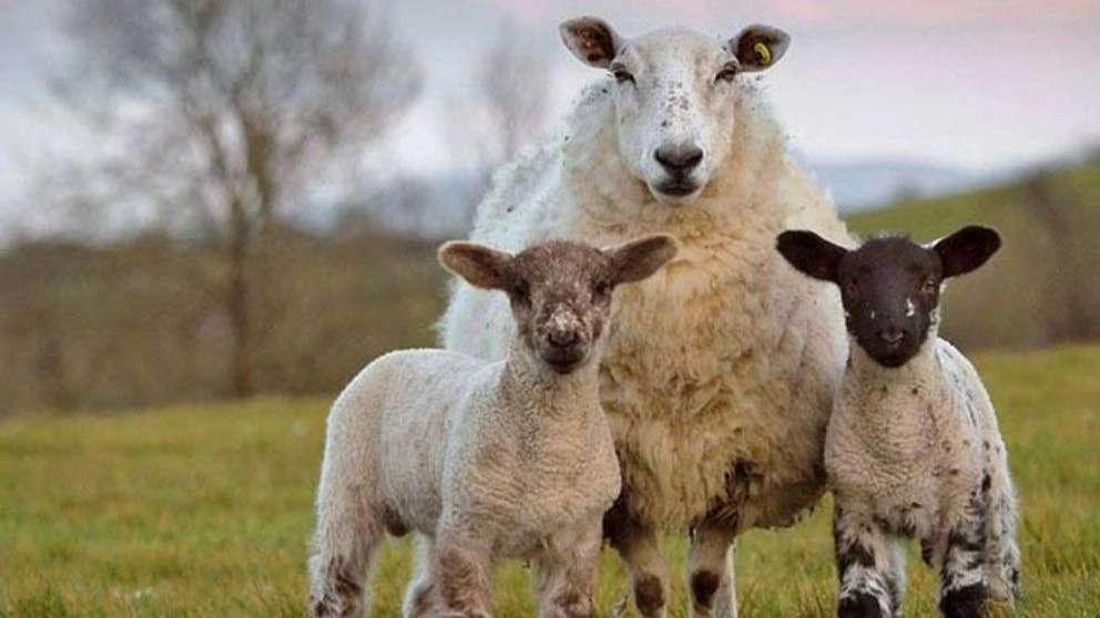 Rezakhani animal husbandry