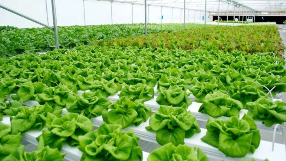 Seedlings and stale greenhouse