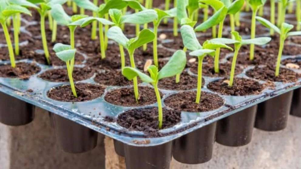 Seedlings and stale greenhouse