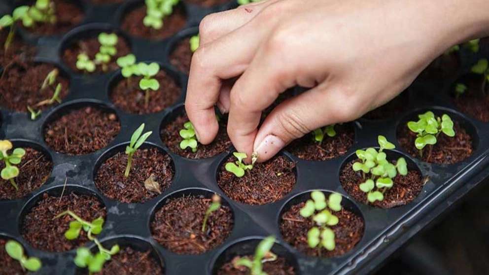 Seedlings and stale greenhouse