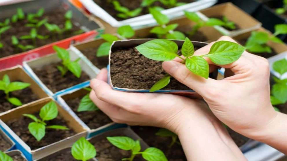 Seedlings and stale greenhouse