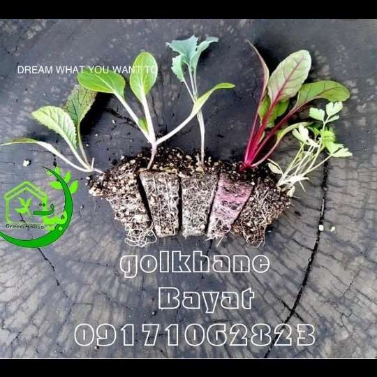1703918056234.webp