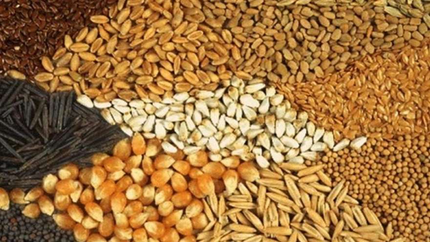 علف الماشية والدواجن من الحبوب في بحر قزوين