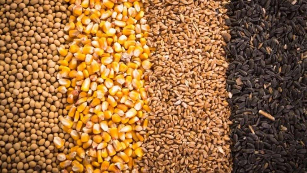 علف الماشية والدواجن من الحبوب في بحر قزوين