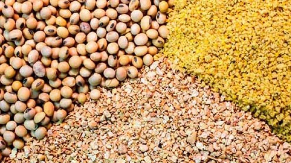 علف الماشية والدواجن من الحبوب في بحر قزوين