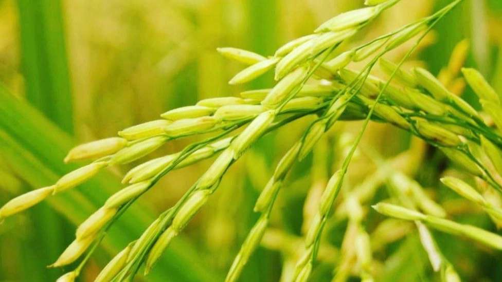 Flowering rice