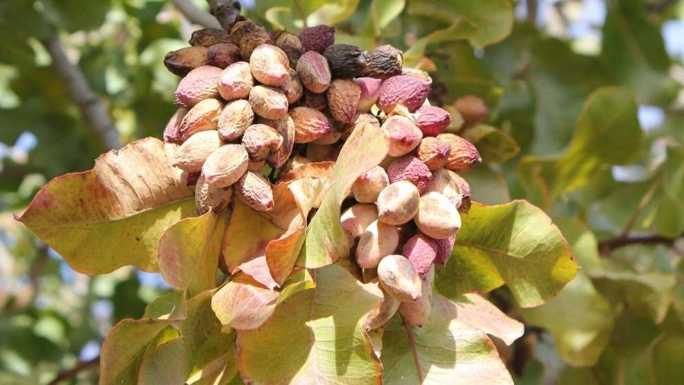 Zarezadeh pistachio seedlings