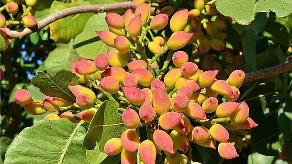 Zarezadeh pistachio seedlings