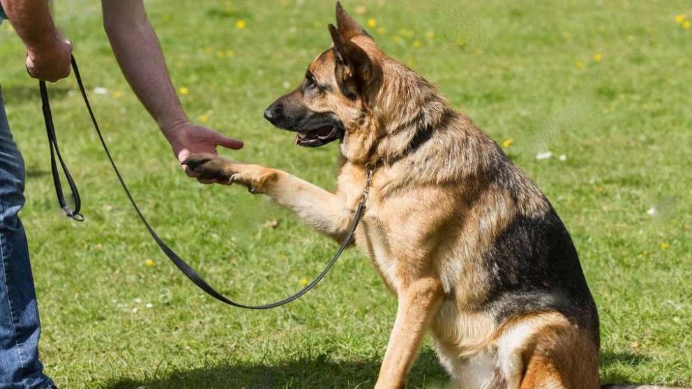 Hero k9
