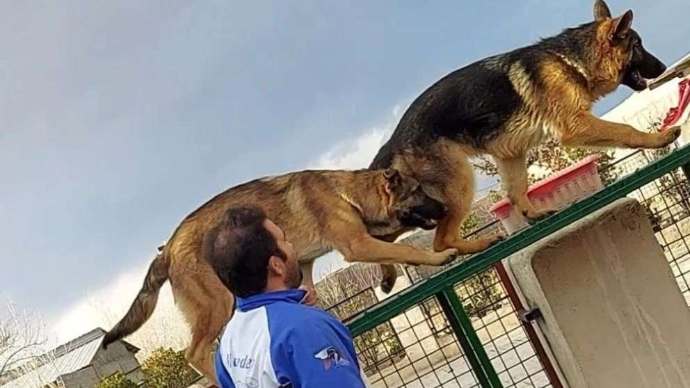 Hero k9
