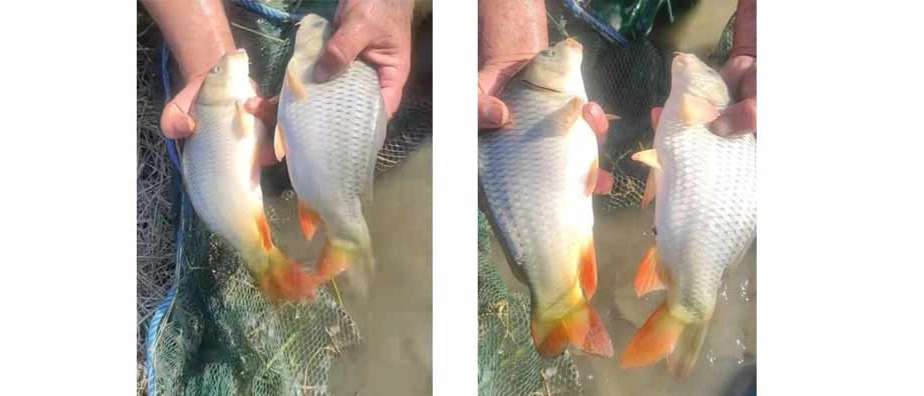 Farrokhzad Fish Breeding Center