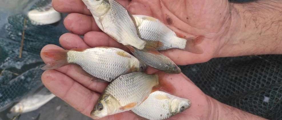 Farrokhzad Fish Breeding Center