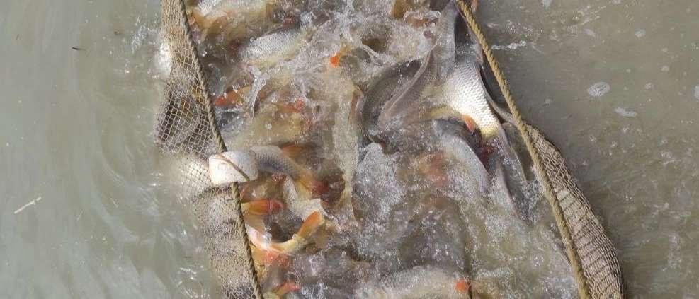 Farrokhzad Fish Breeding Center