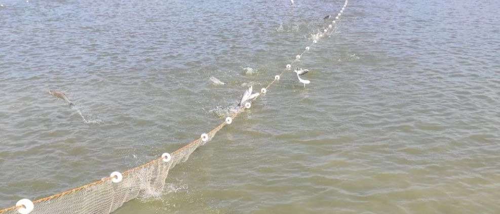 Buying and selling all kinds of fish