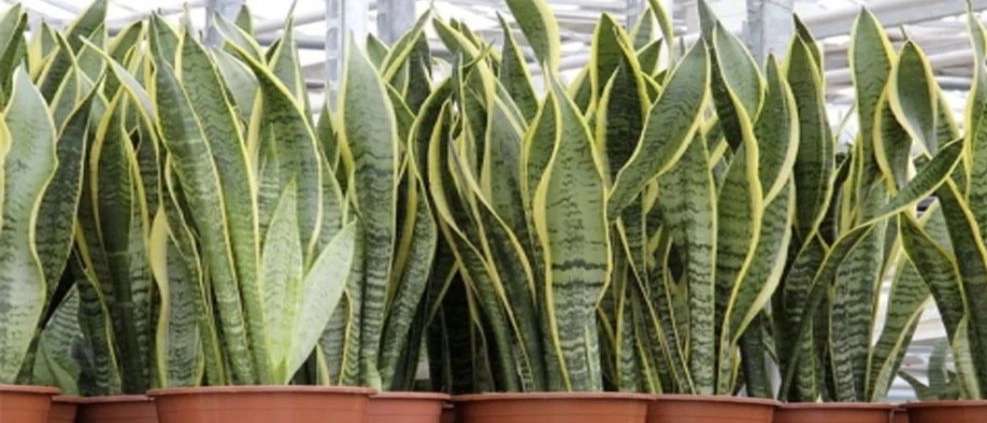 Selling all kinds of flowers and plants