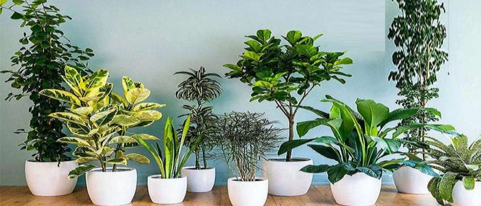 Selling all kinds of flowers and plants