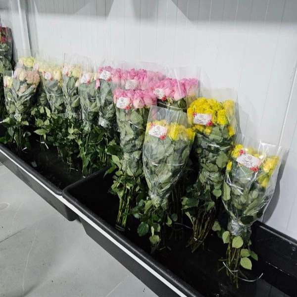 1723108315416.webp