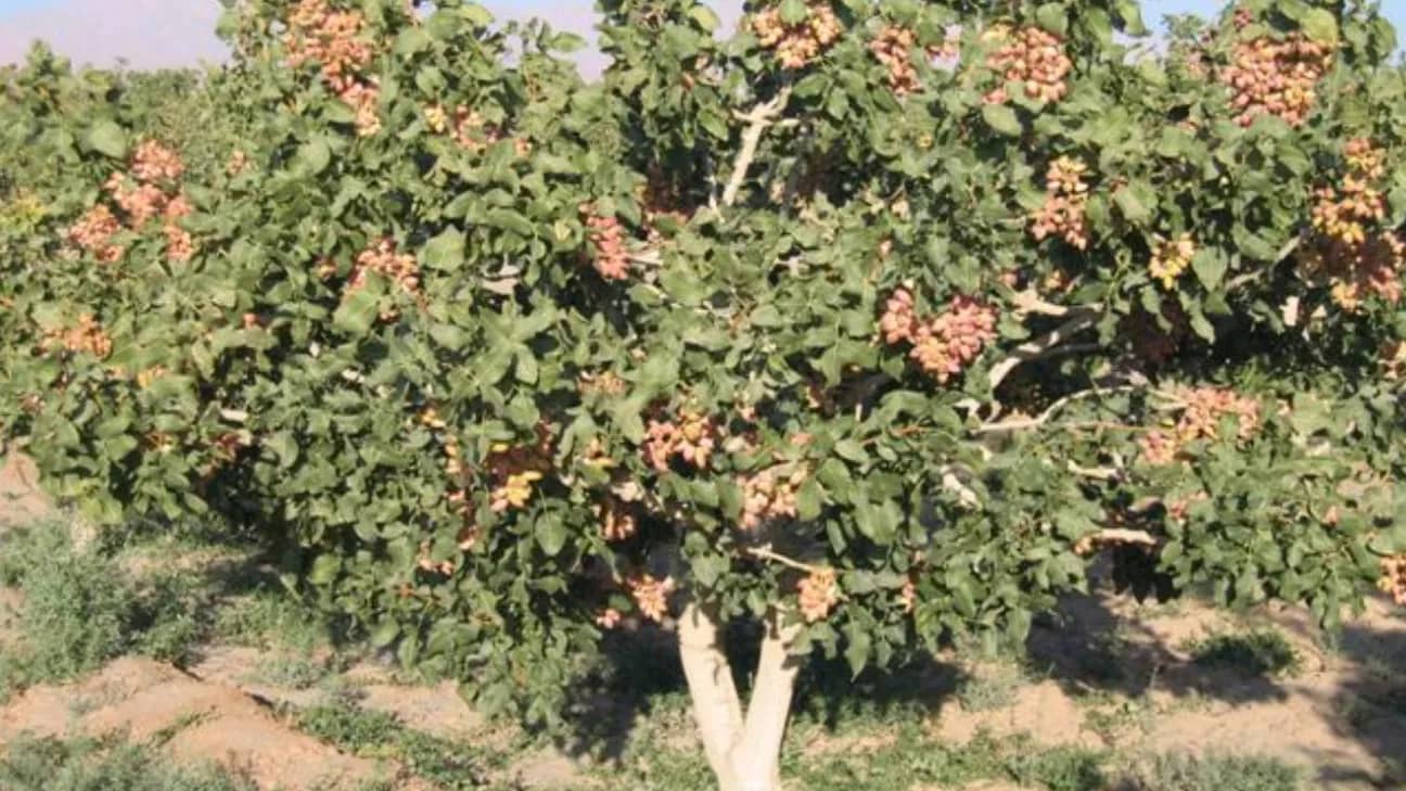 انواع روش کاشت پسته :