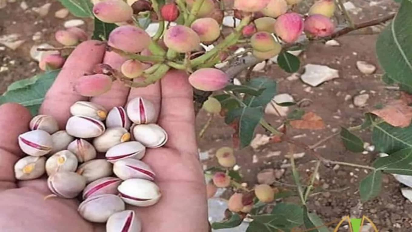 کاشت پسته چگونه است ؟