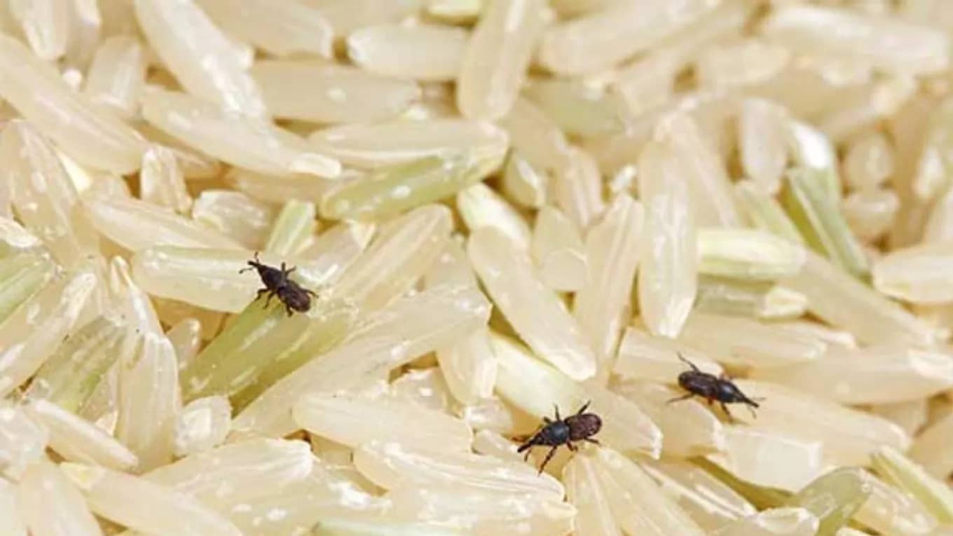 روش نگهداری برنج تازه