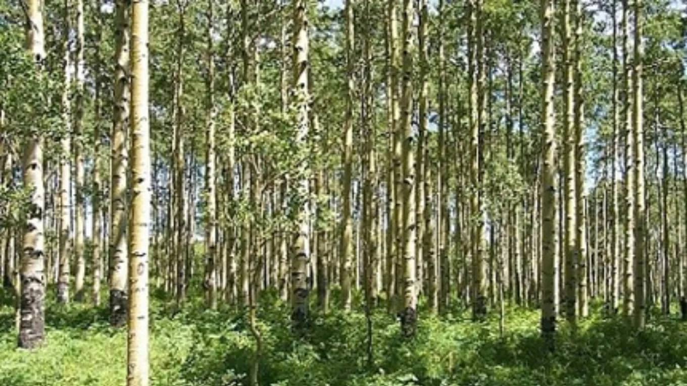 آشنایی با انواع چوب
