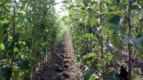 تفاوت نهال گردو پیوندی با نهال گردو بذری