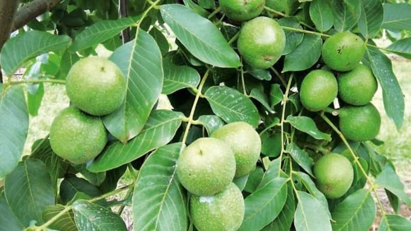 تفاوت نهال گردو پیوندی با نهال گردو بذری