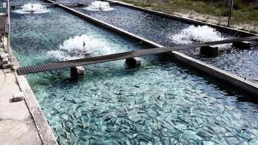 Fish breeding farm