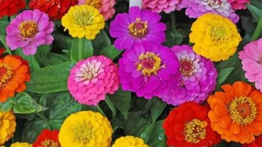 باغچه حیاط چه بکاریم