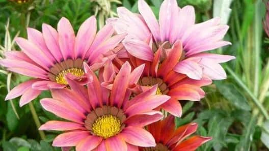 باغچه حیاط چه بکاریم