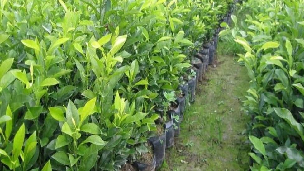کاشت نهال چگونه می باشد؟