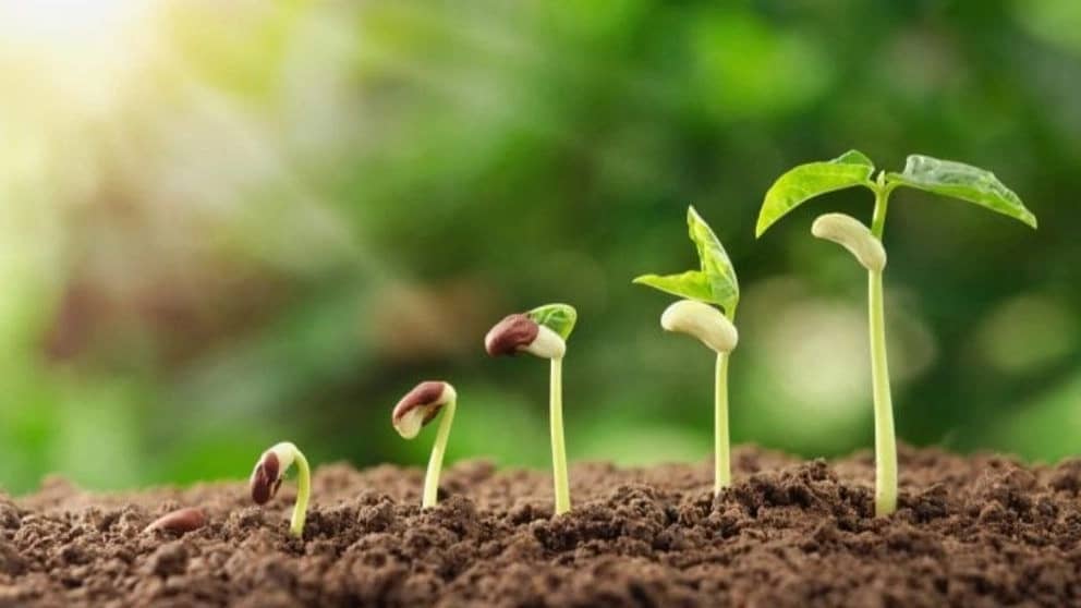 ویژگی‌ های یک نهال خوب چیست و چگونه آن را تشخیص دهید؟