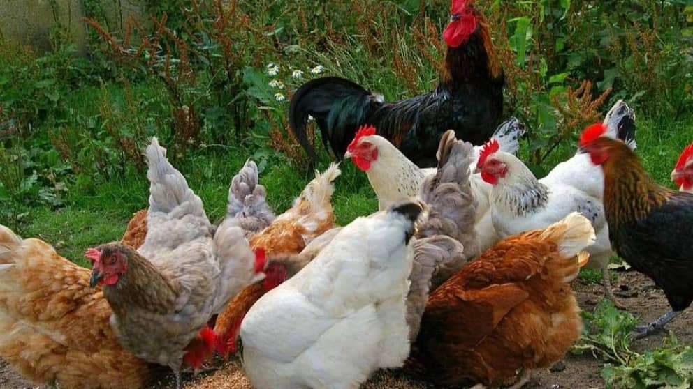 مرغ و خروس نژاد سبرایت