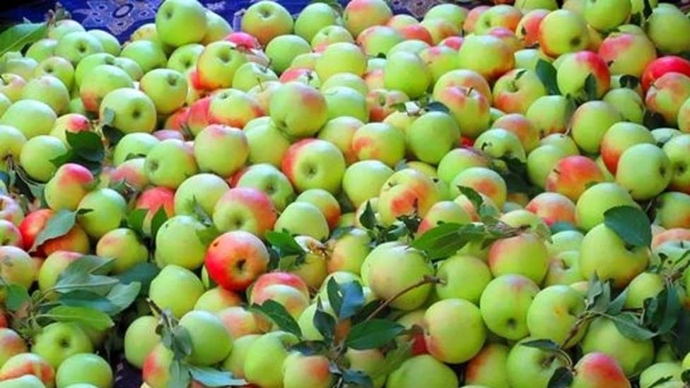 فرق سیب و سیب گلاب