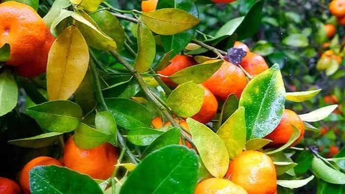 Quality seedlings of Sadati