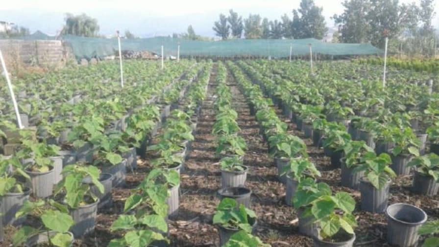 پرورش گل وگیاه نهال گستر در گلستان