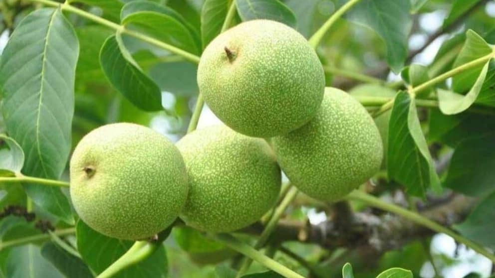 چرا از نهال گردو به عنوان بهترین نهال یاد می شود؟