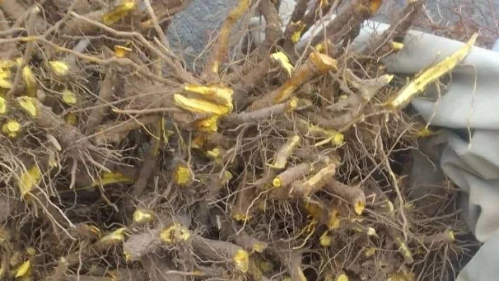نحوه کاشت درختان مثمر و غیر مثمر و مبارزه با آفات آنها