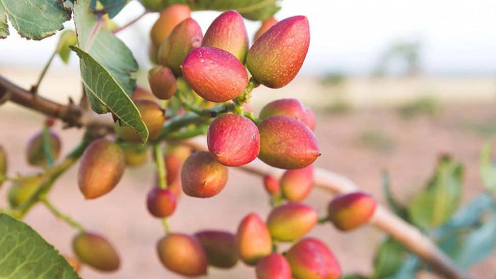 Zarezadeh pistachio seedlings
