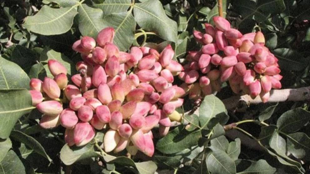 خواص پسته