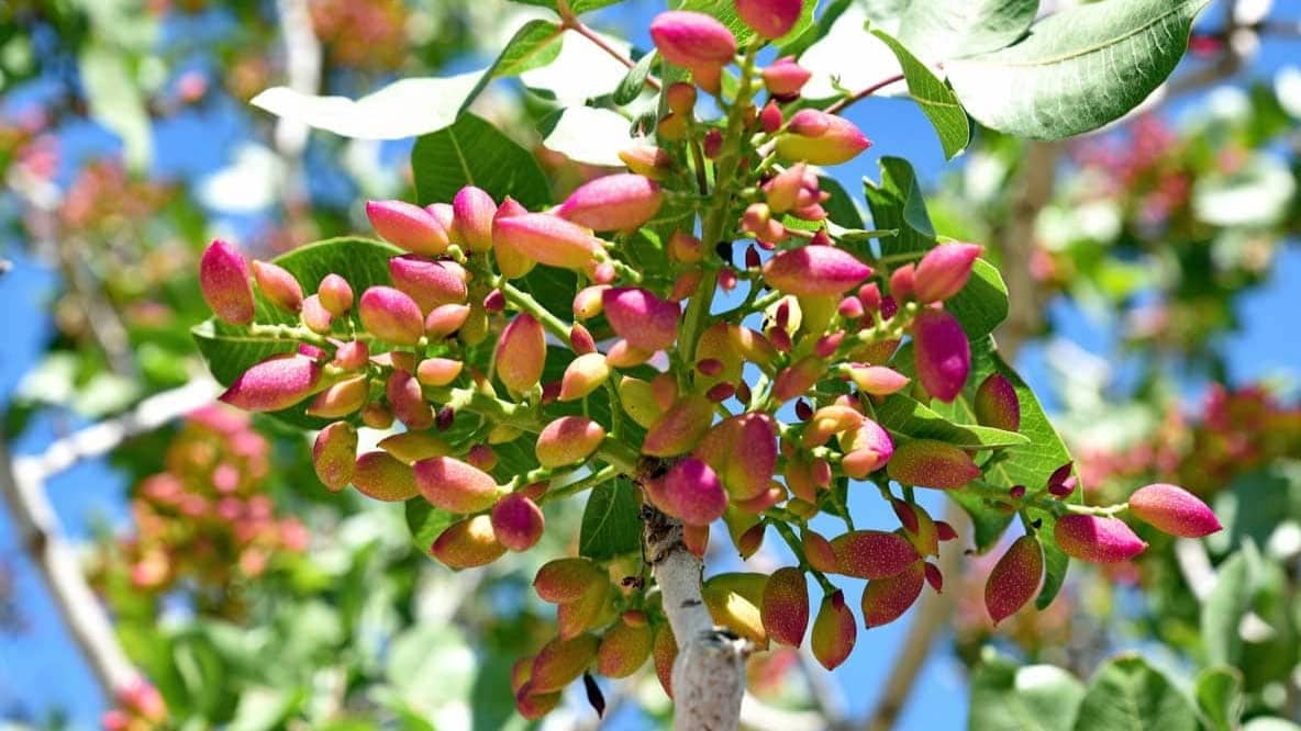 Zarezadeh pistachio seedlings