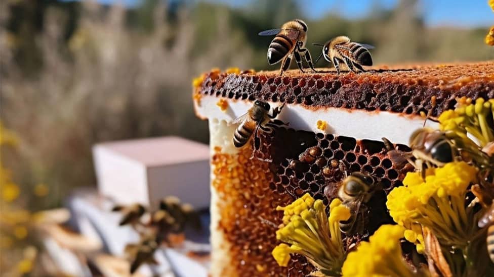 عسل طبیعی چگونه است؟