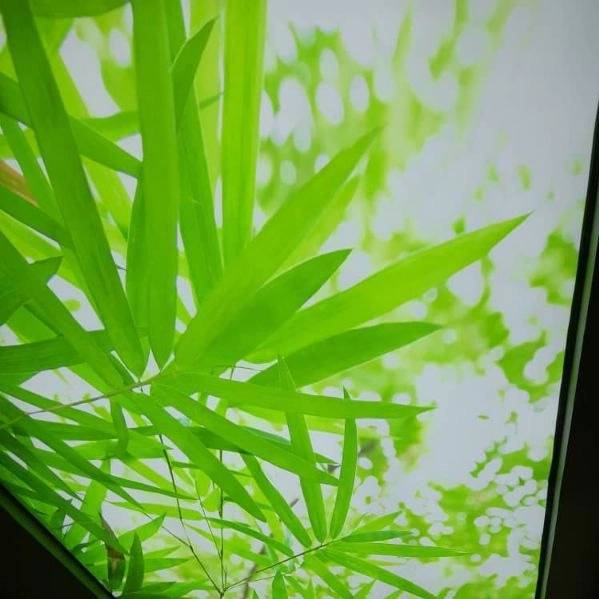 1715242622473.webp