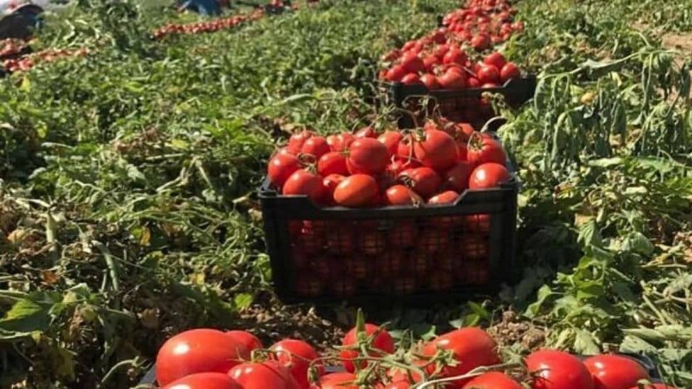 خرید محصولات کشاورزی مرغوب و با کیفیت