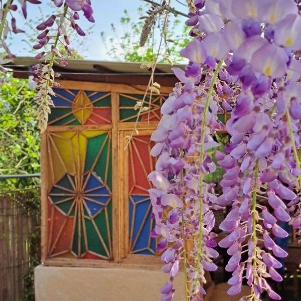 همیشه بهار