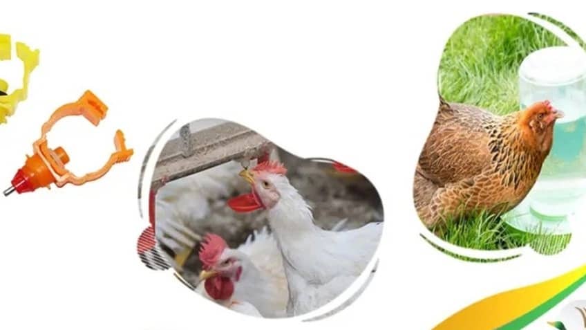 8 مورد از مهم ترین تجهیزات مرغداری