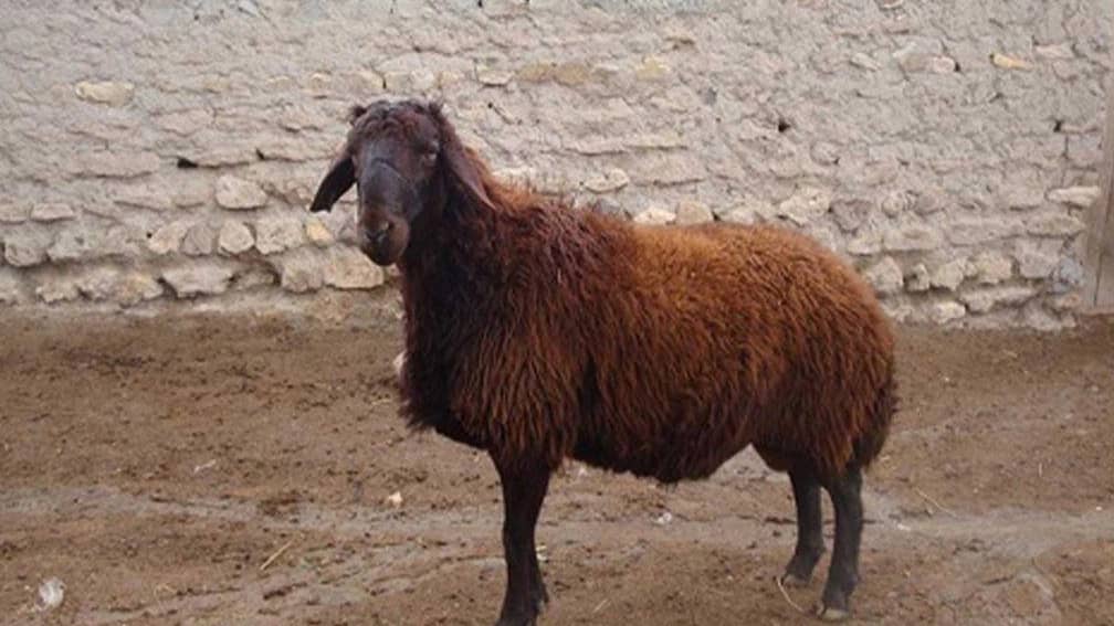 بررسی ویژگی های نژاد گوسفند شال