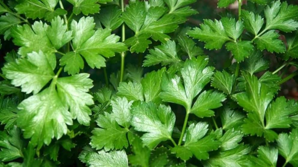 خواص بی نظیر سبزی خوردن را بشناسید