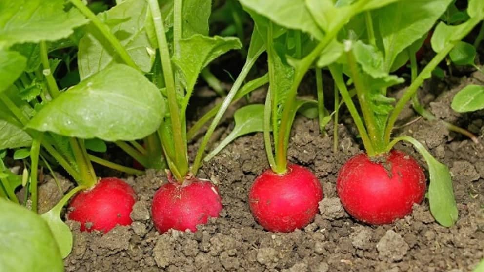 خواص بی نظیر سبزی خوردن را بشناسید