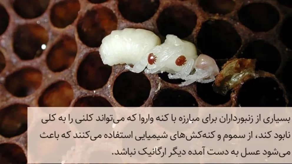 راهنمای خرید عسل ارگانیک